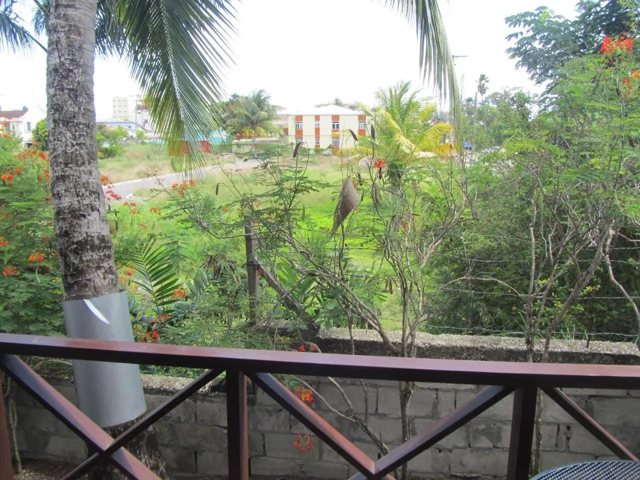 Dolphin Inn Guesthouse & Apartments Christ Church 0*,